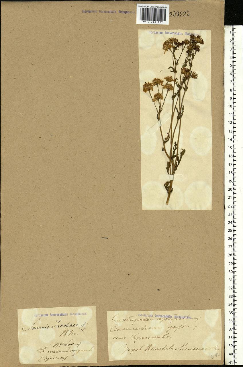 Jacobaea vulgaris subsp. vulgaris, Eastern Europe, Middle Volga region (E8) (Russia)