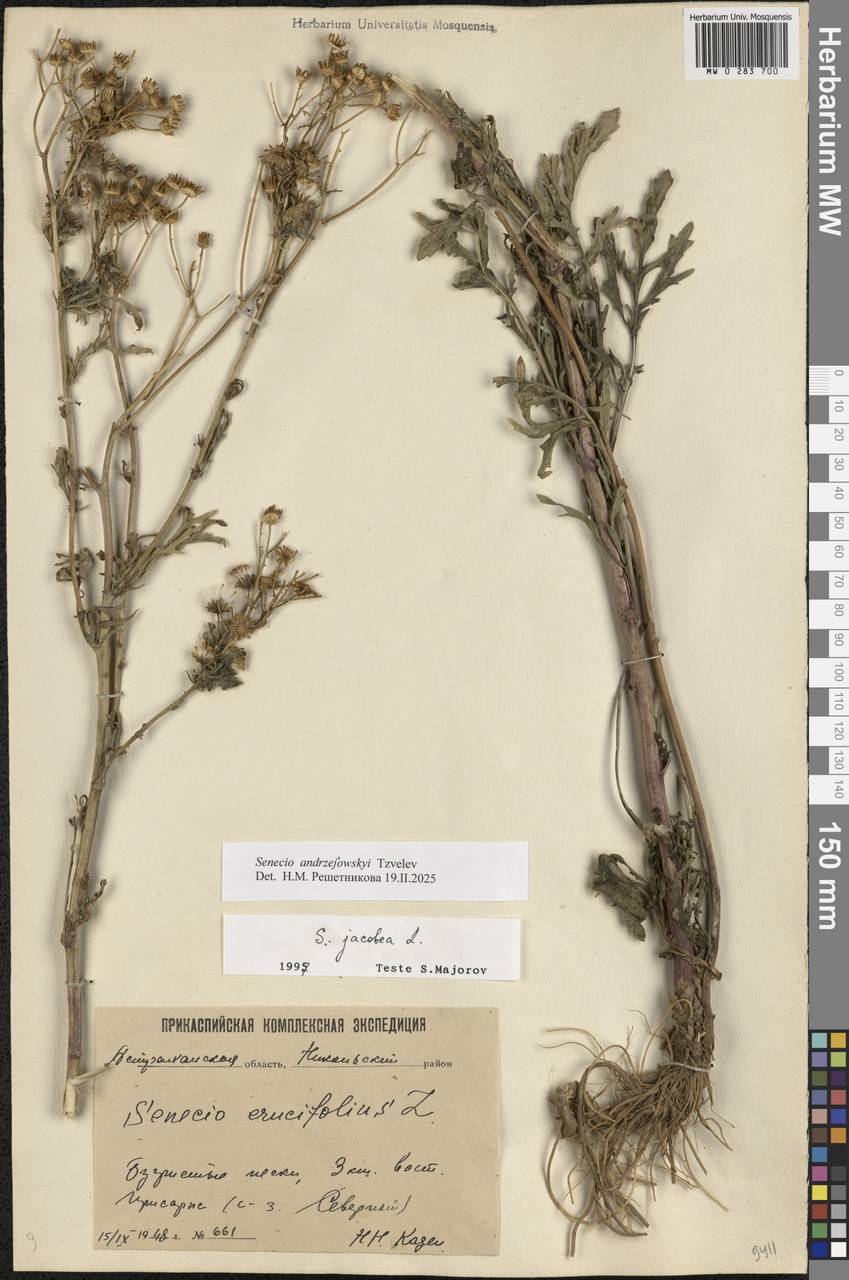 Jacobaea andrzejowskyi (Tzvelev) B.Nord., Eastern Europe, Lower Volga region (E9) (Russia)