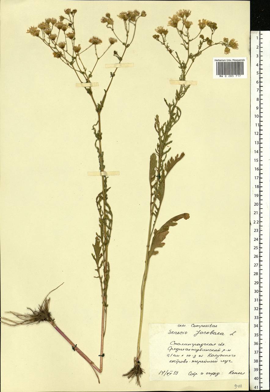 Jacobaea vulgaris subsp. vulgaris, Eastern Europe, Lower Volga region (E9) (Russia)