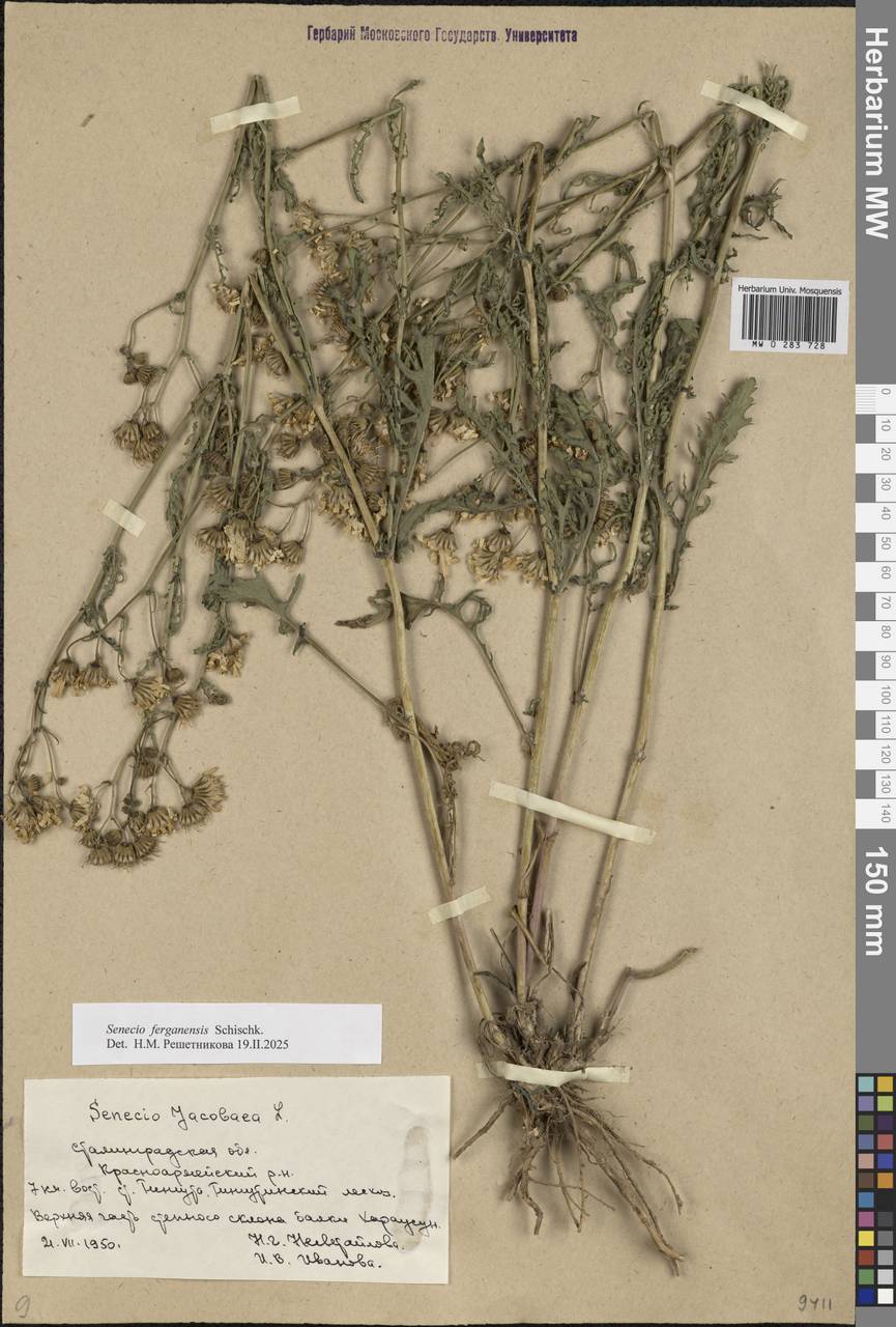 Jacobaea ferganensis (Schischk.) B.Nord., Eastern Europe, Lower Volga region (E9) (Russia)