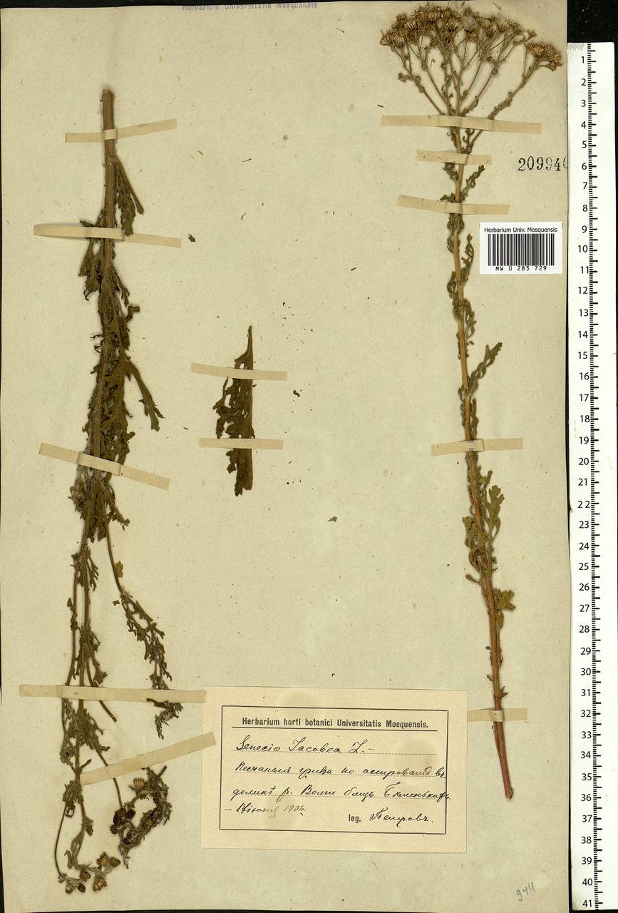 Jacobaea vulgaris subsp. vulgaris, Eastern Europe, Lower Volga region (E9) (Russia)