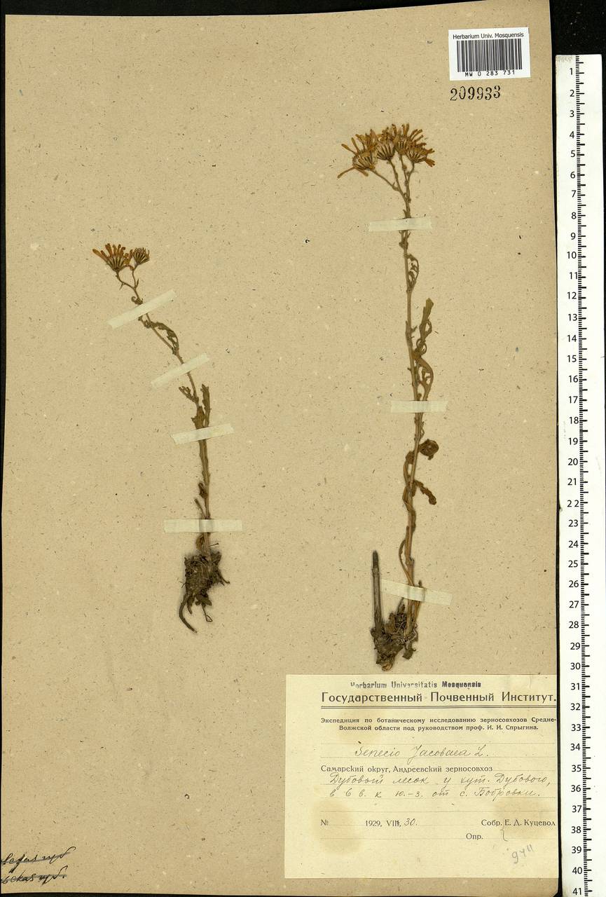 Jacobaea vulgaris subsp. vulgaris, Eastern Europe, Middle Volga region (E8) (Russia)