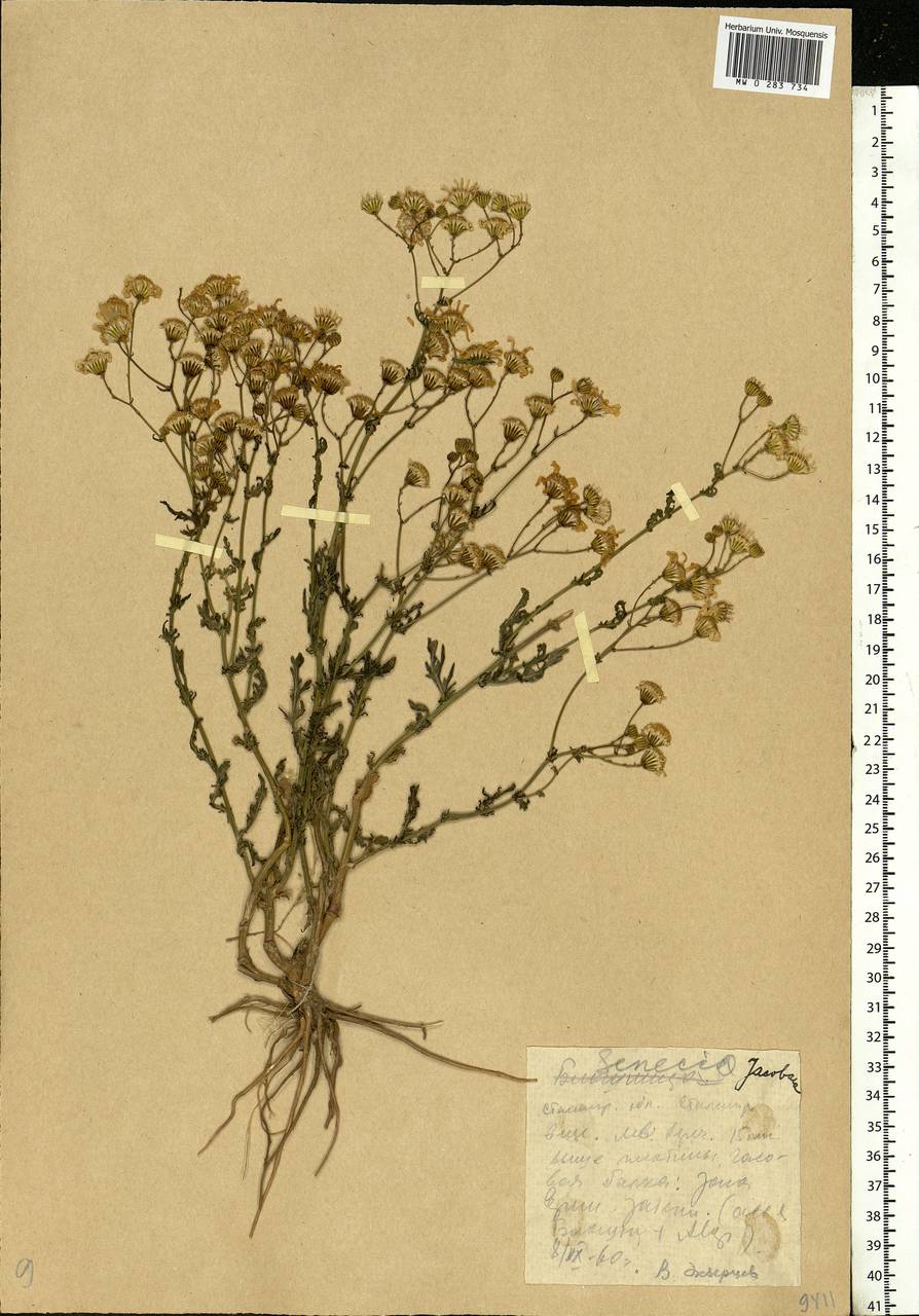 Jacobaea vulgaris subsp. vulgaris, Eastern Europe, Lower Volga region (E9) (Russia)