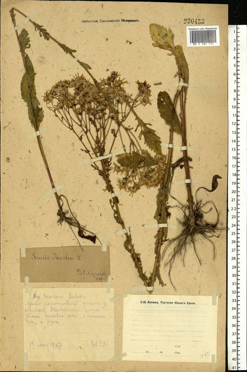 Jacobaea vulgaris subsp. vulgaris, Eastern Europe, Eastern region (E10) (Russia)