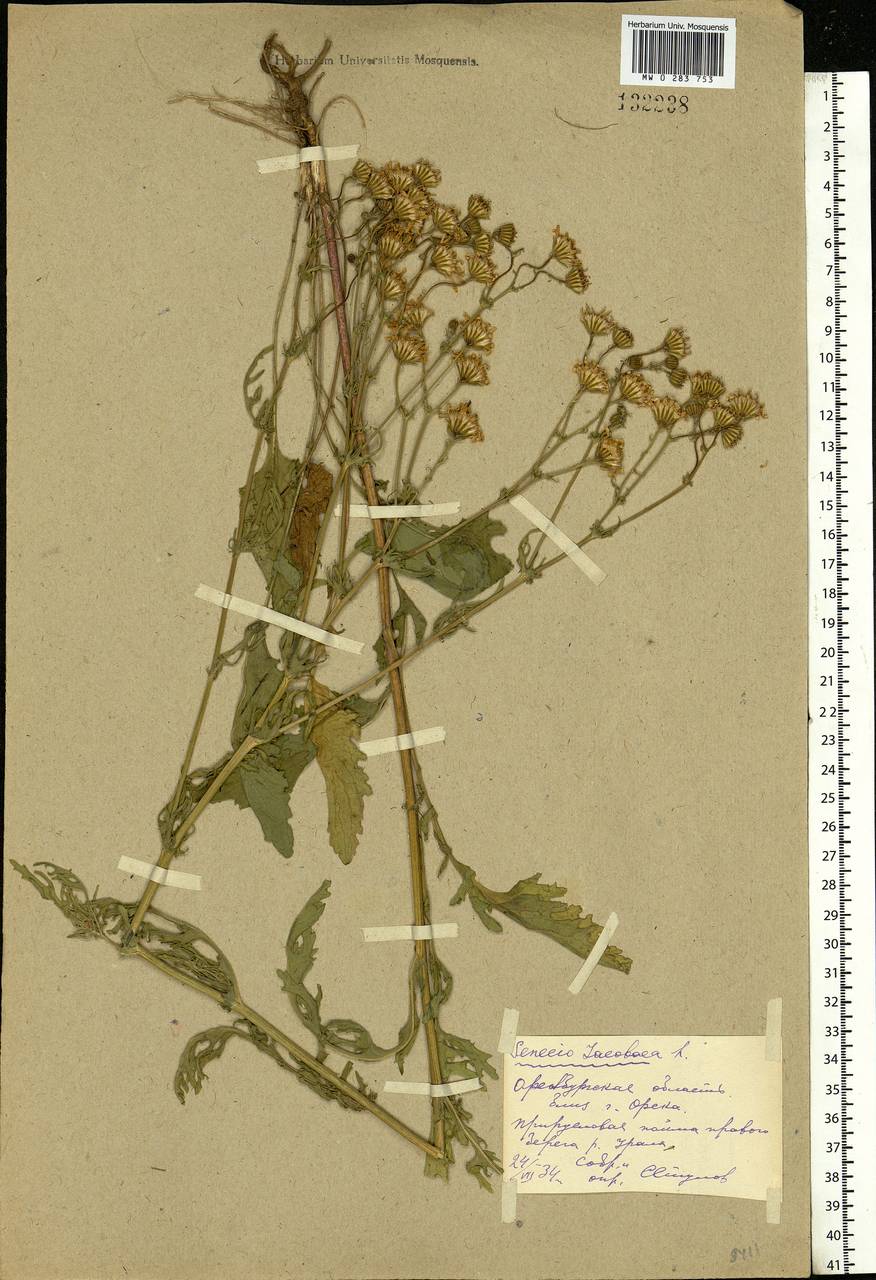 Jacobaea vulgaris subsp. vulgaris, Eastern Europe, Eastern region (E10) (Russia)