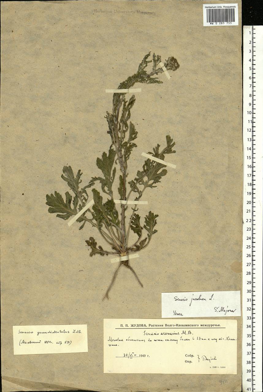 Jacobaea vulgaris subsp. vulgaris, Eastern Europe, Lower Volga region (E9) (Russia)