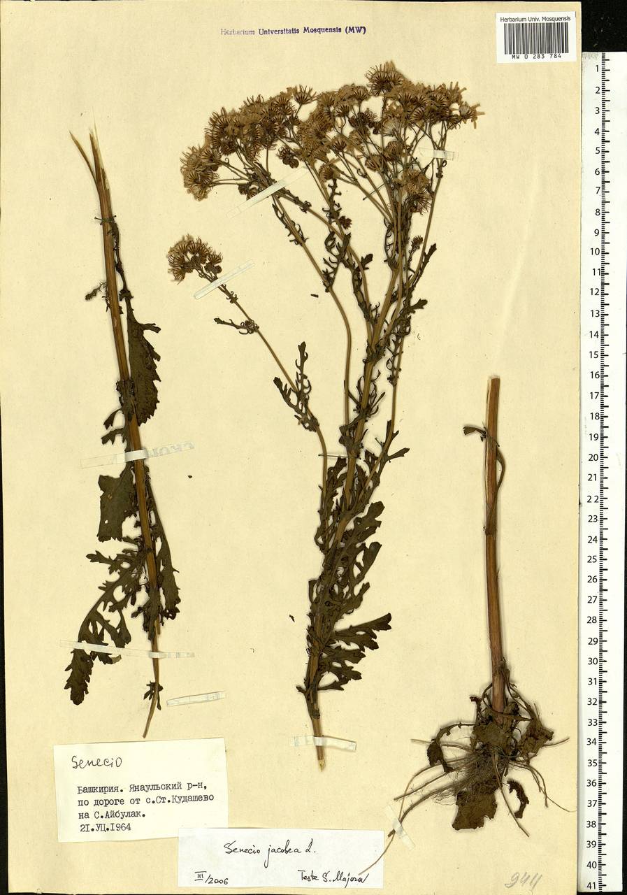 Jacobaea vulgaris subsp. vulgaris, Eastern Europe, Eastern region (E10) (Russia)