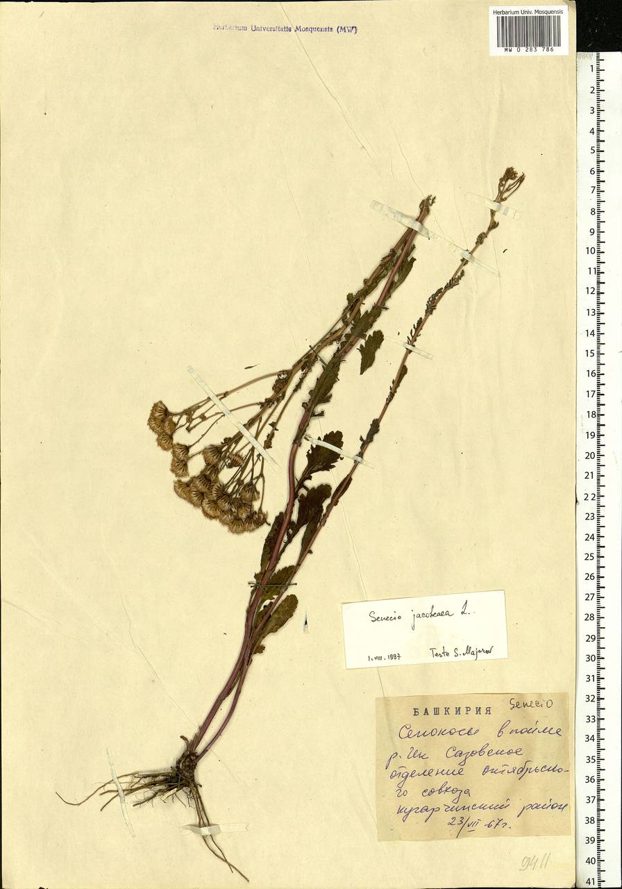 Jacobaea vulgaris subsp. vulgaris, Eastern Europe, Eastern region (E10) (Russia)