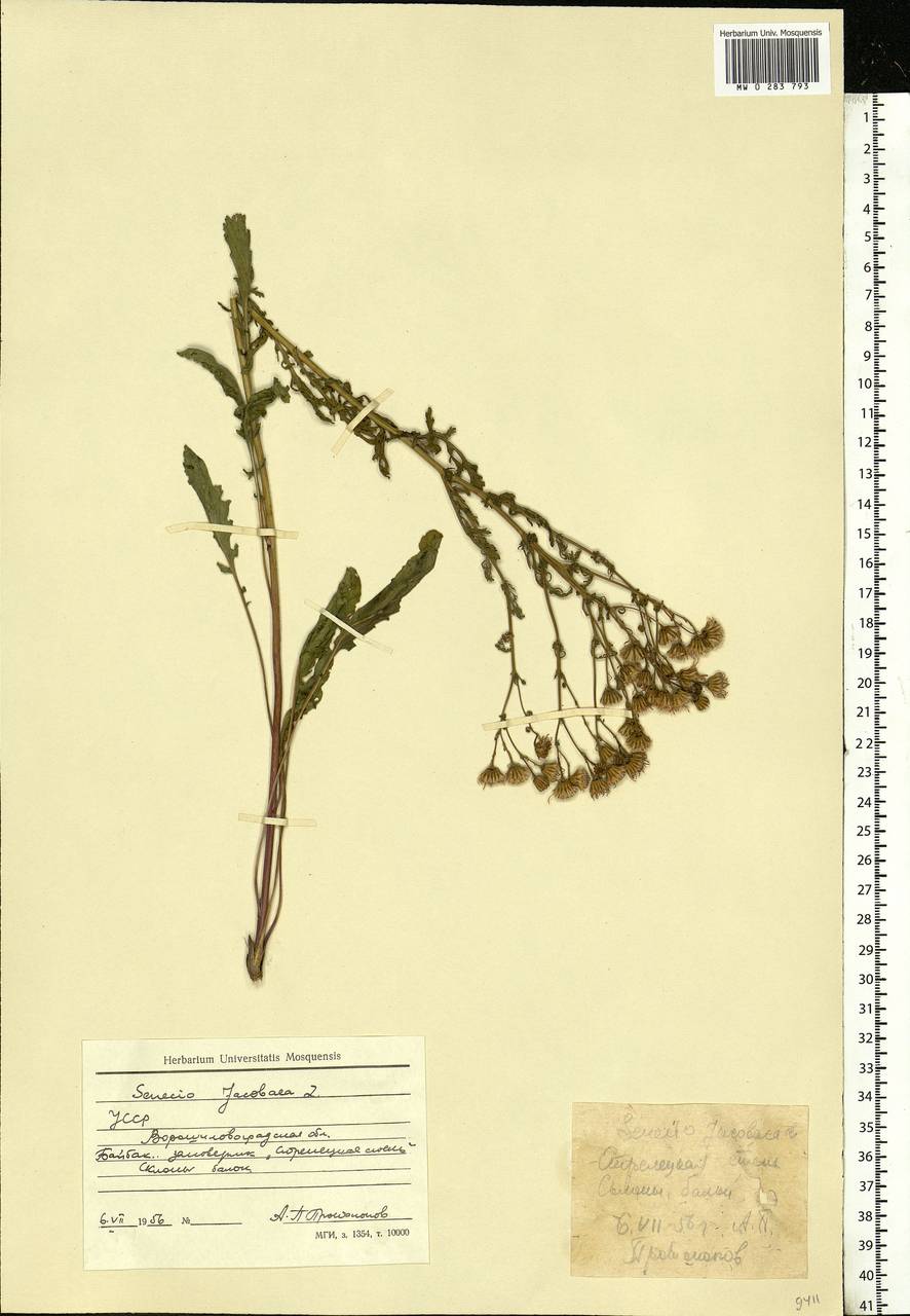 Jacobaea vulgaris subsp. vulgaris, Eastern Europe, North Ukrainian region (E11) (Ukraine)