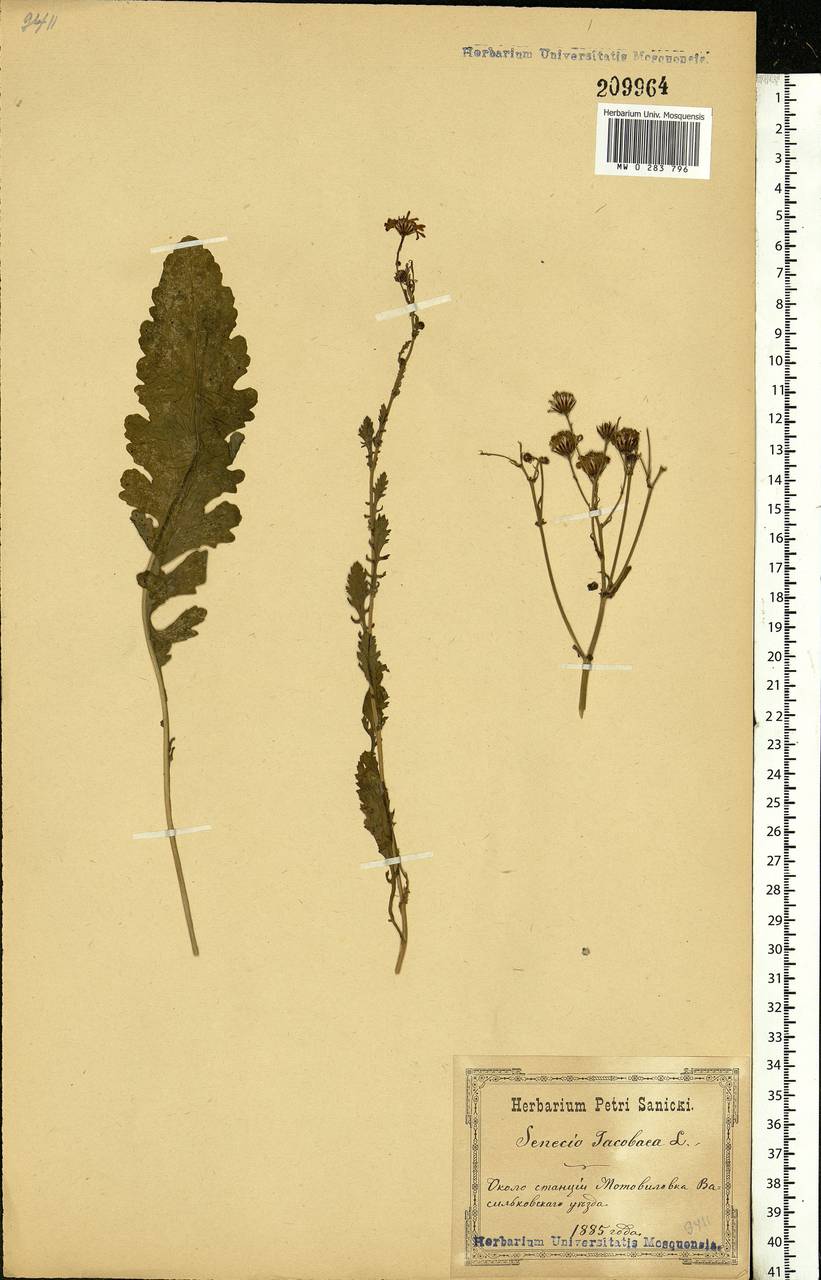 Jacobaea vulgaris subsp. vulgaris, Eastern Europe, North Ukrainian region (E11) (Ukraine)
