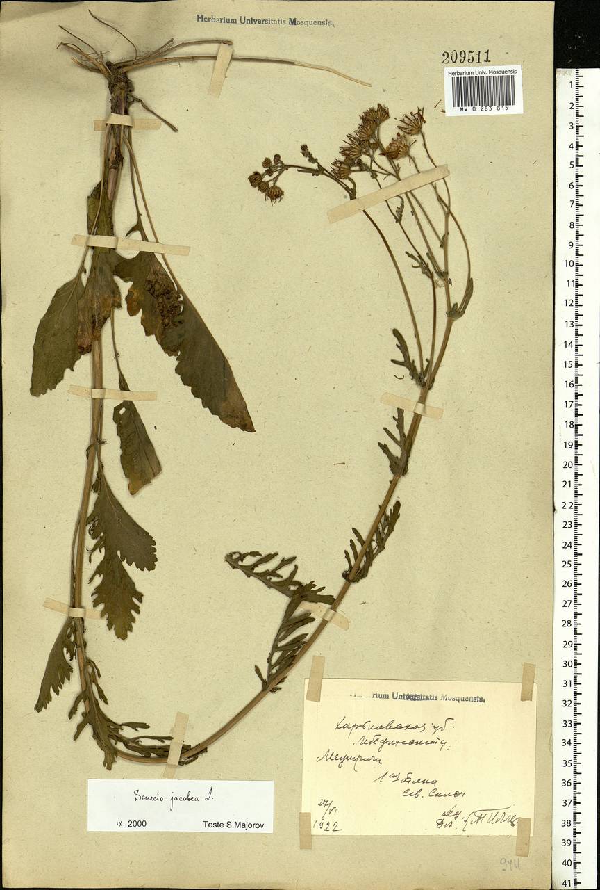 Jacobaea vulgaris subsp. vulgaris, Eastern Europe, North Ukrainian region (E11) (Ukraine)