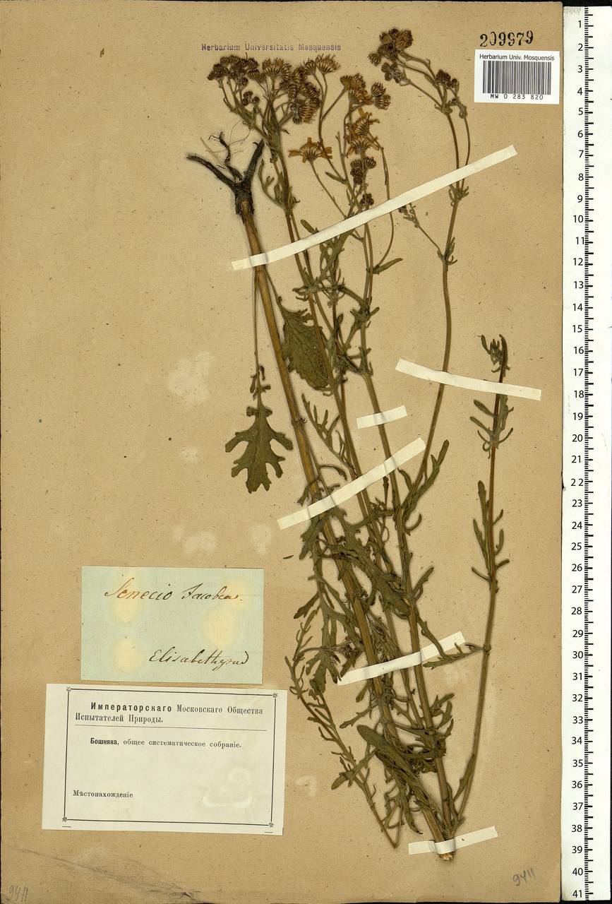 Jacobaea vulgaris subsp. vulgaris, Eastern Europe, South Ukrainian region (E12) (Ukraine)