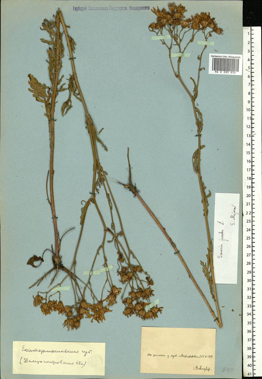 Jacobaea vulgaris subsp. vulgaris, Eastern Europe, South Ukrainian region (E12) (Ukraine)