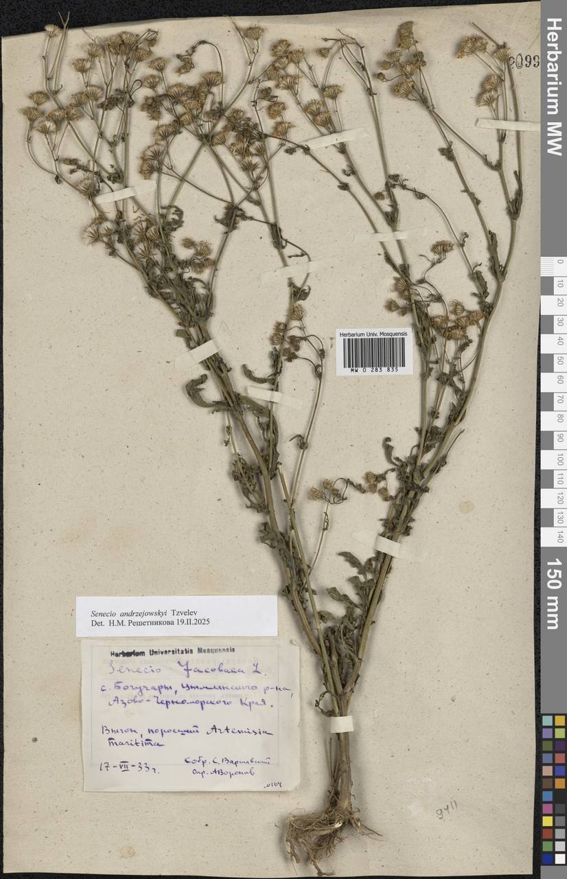 Jacobaea andrzejowskyi (Tzvelev) B.Nord., Eastern Europe, Rostov Oblast (E12a) (Russia)