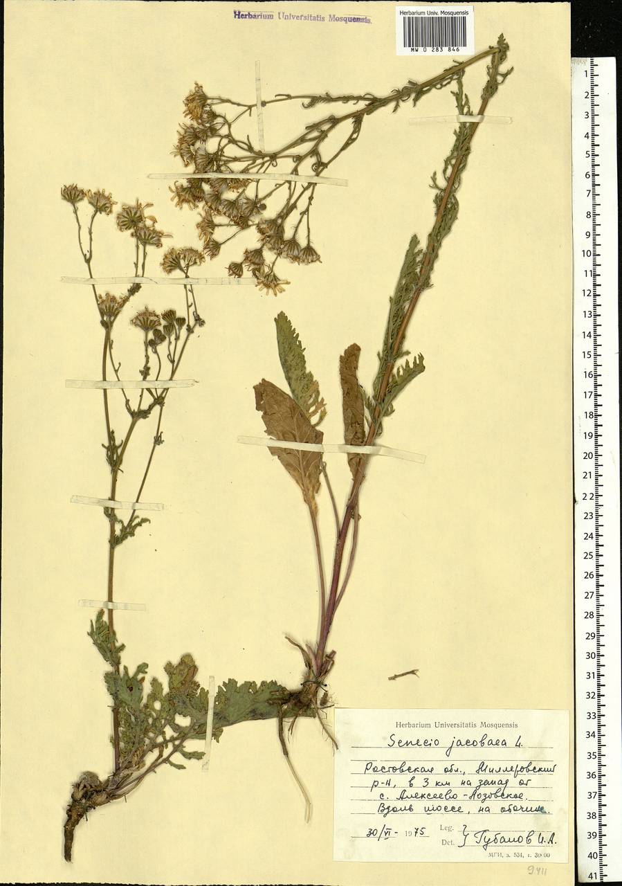 Jacobaea vulgaris subsp. vulgaris, Eastern Europe, Rostov Oblast (E12a) (Russia)