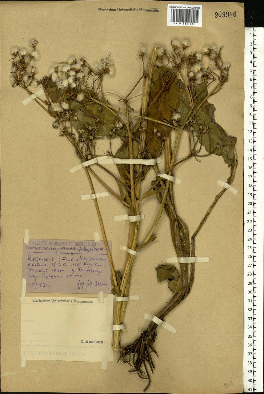 Senecio macrophyllus M. Bieb., Eastern Europe, Central forest-and-steppe region (E6) (Russia)