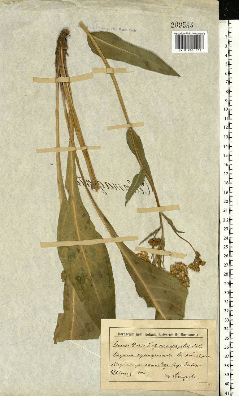 Senecio macrophyllus M. Bieb., Eastern Europe, Lower Volga region (E9) (Russia)
