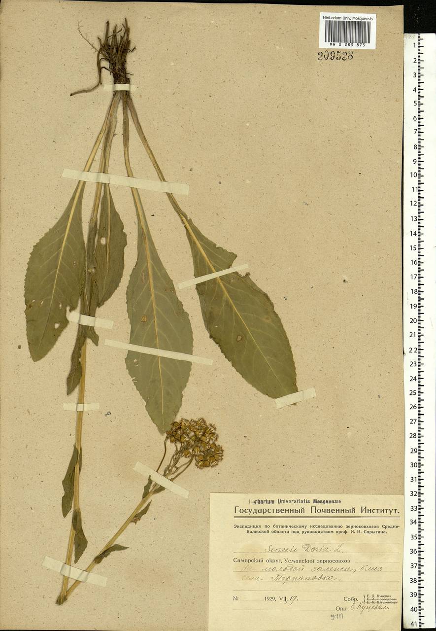 Senecio macrophyllus M. Bieb., Eastern Europe, Eastern region (E10) (Russia)