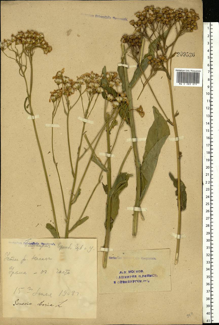 Senecio macrophyllus M. Bieb., Eastern Europe, Eastern region (E10) (Russia)