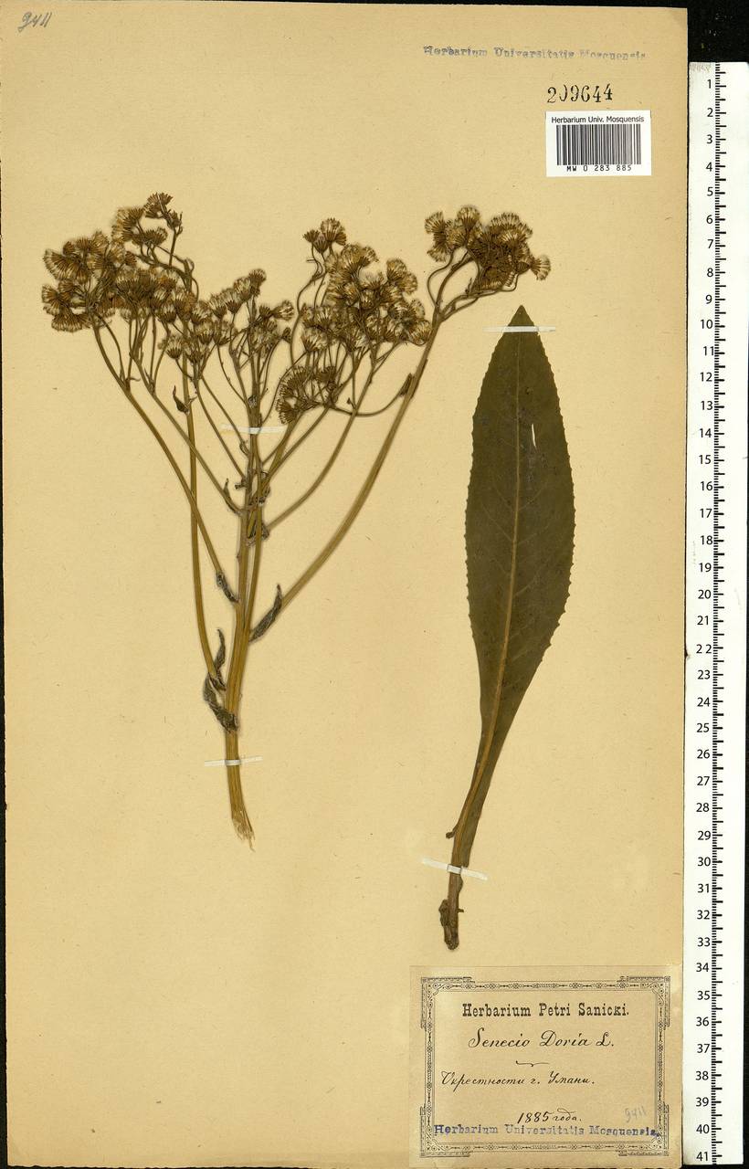 Senecio nemorensis L., Eastern Europe, South Ukrainian region (E12) (Ukraine)