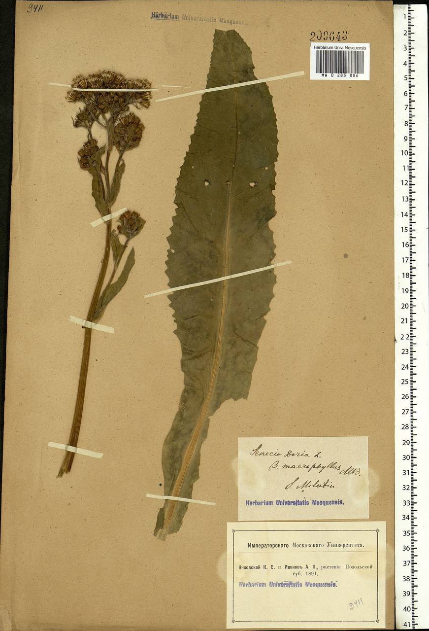 Senecio nemorensis L., Eastern Europe, South Ukrainian region (E12) (Ukraine)