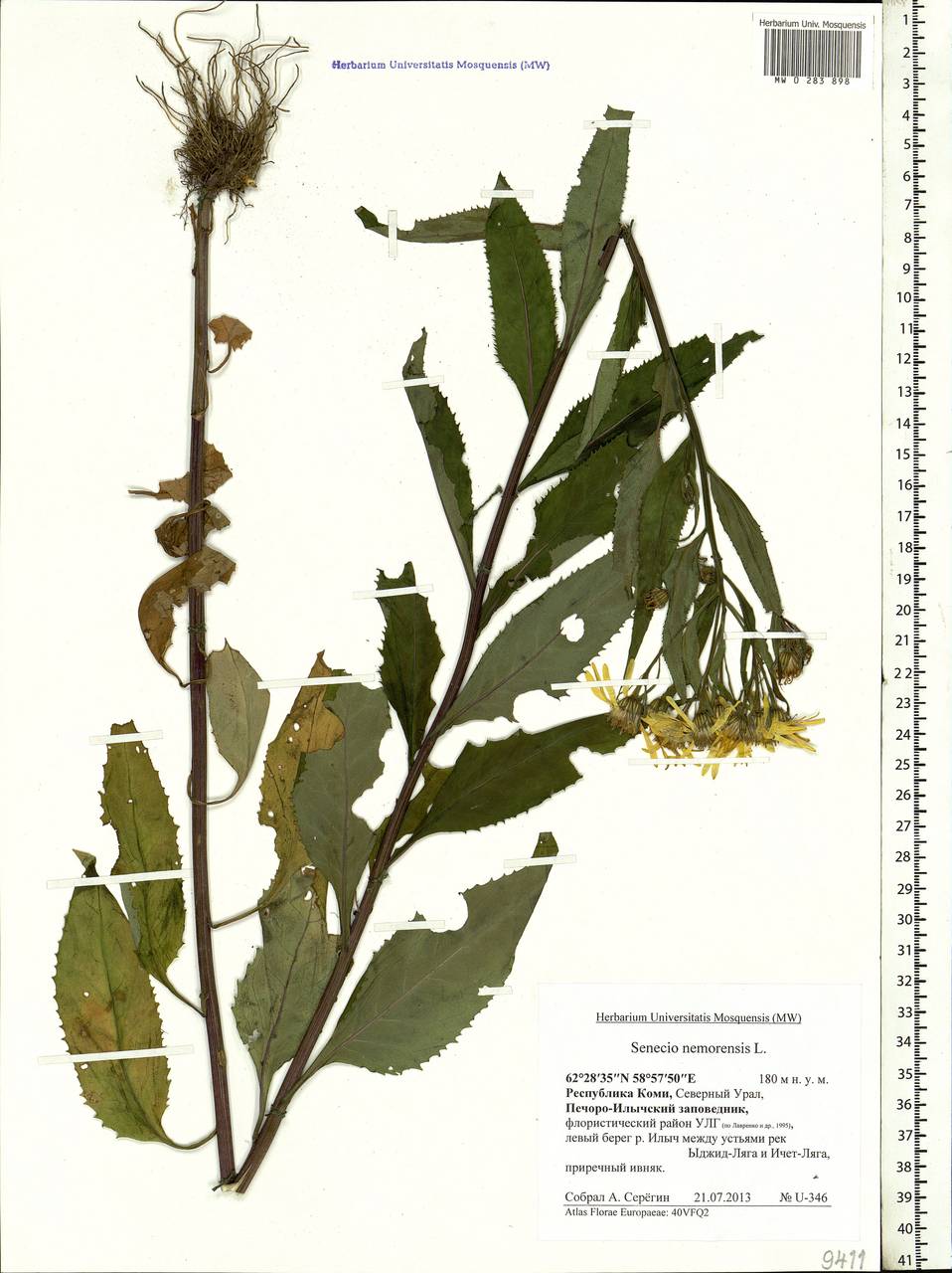 Senecio nemorensis, Eastern Europe, Northern region (E1) (Russia)