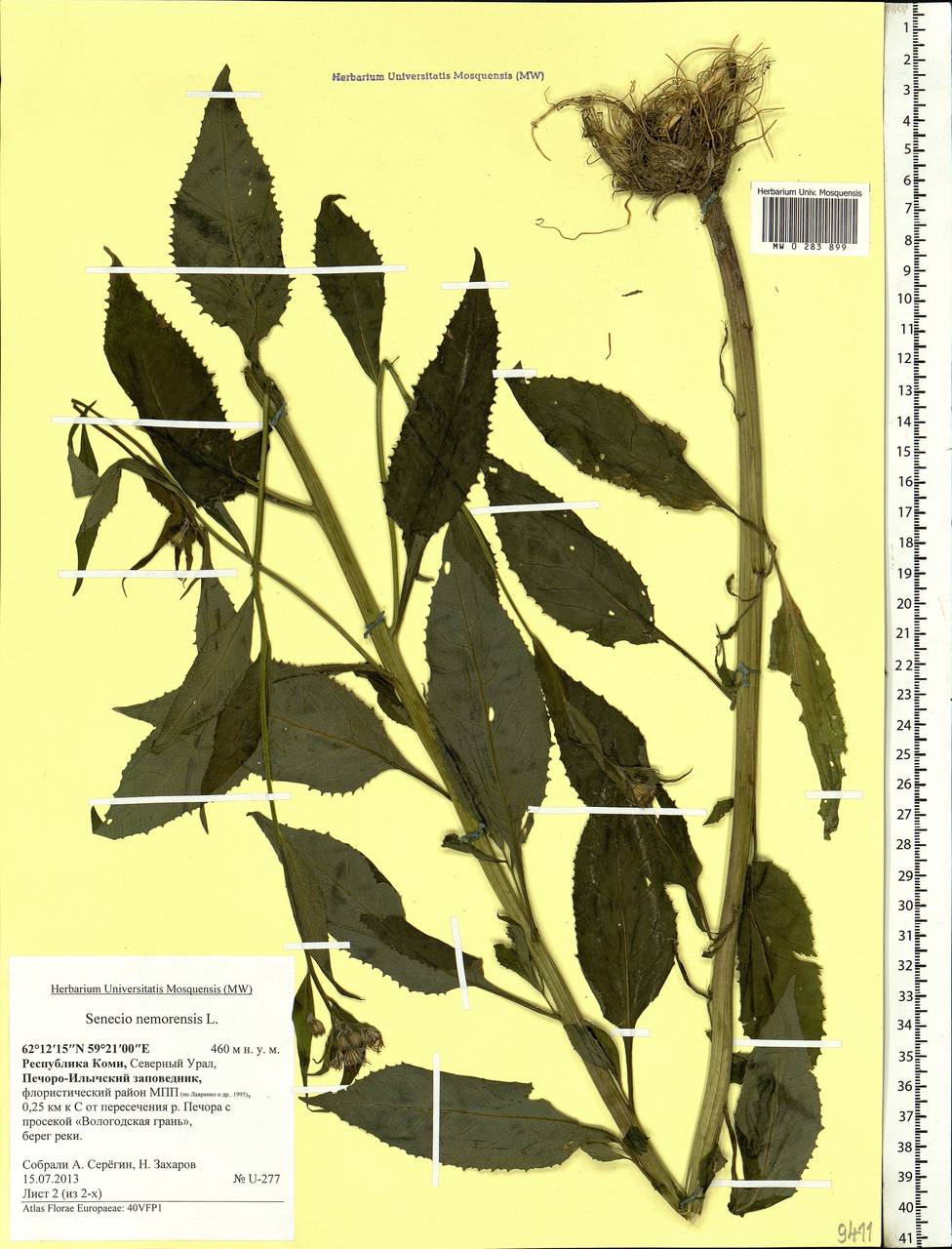 Senecio nemorensis, Eastern Europe, Northern region (E1) (Russia)