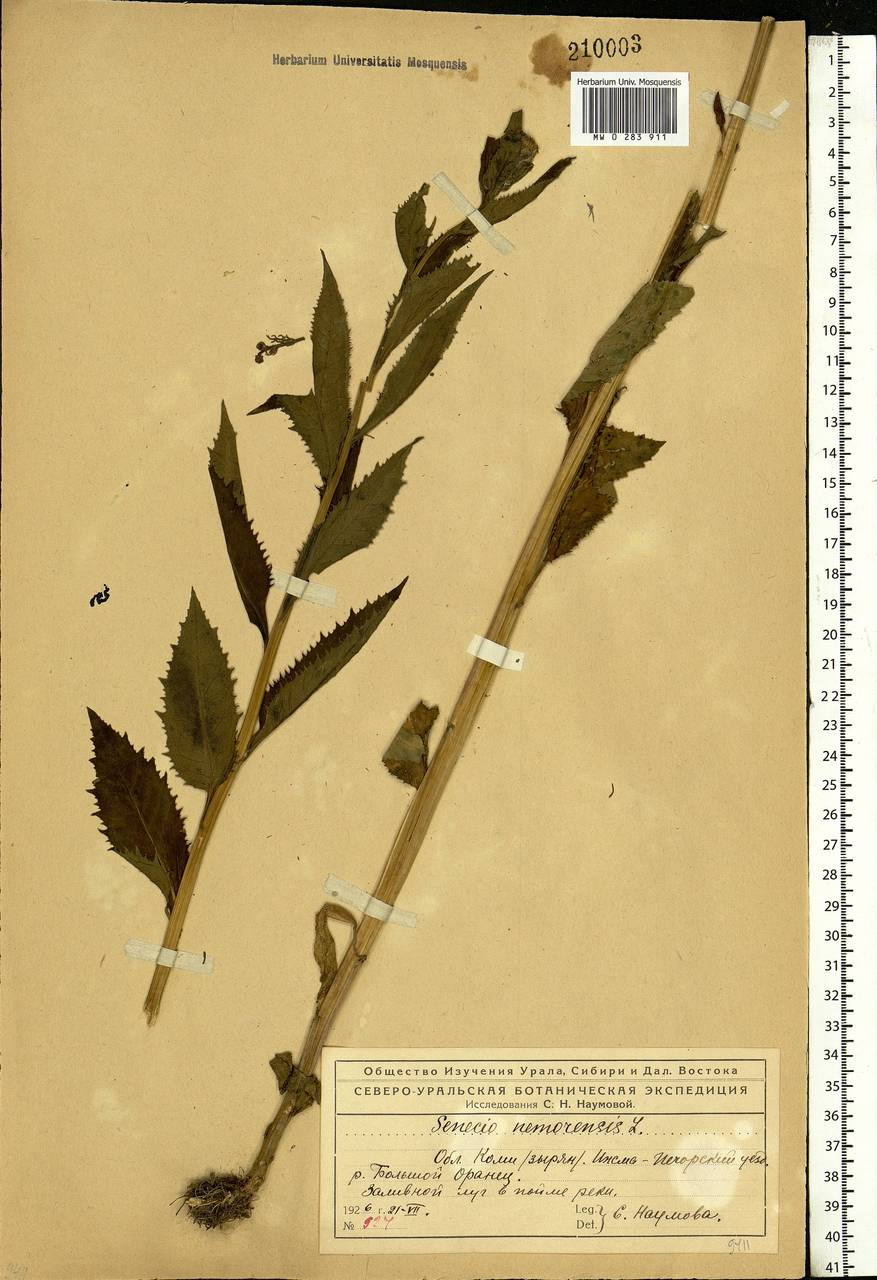 Senecio nemorensis, Eastern Europe, Northern region (E1) (Russia)