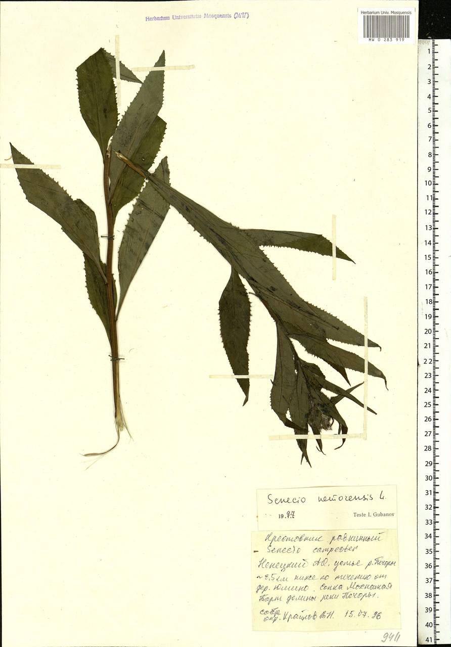 Senecio nemorensis, Eastern Europe, Northern region (E1) (Russia)