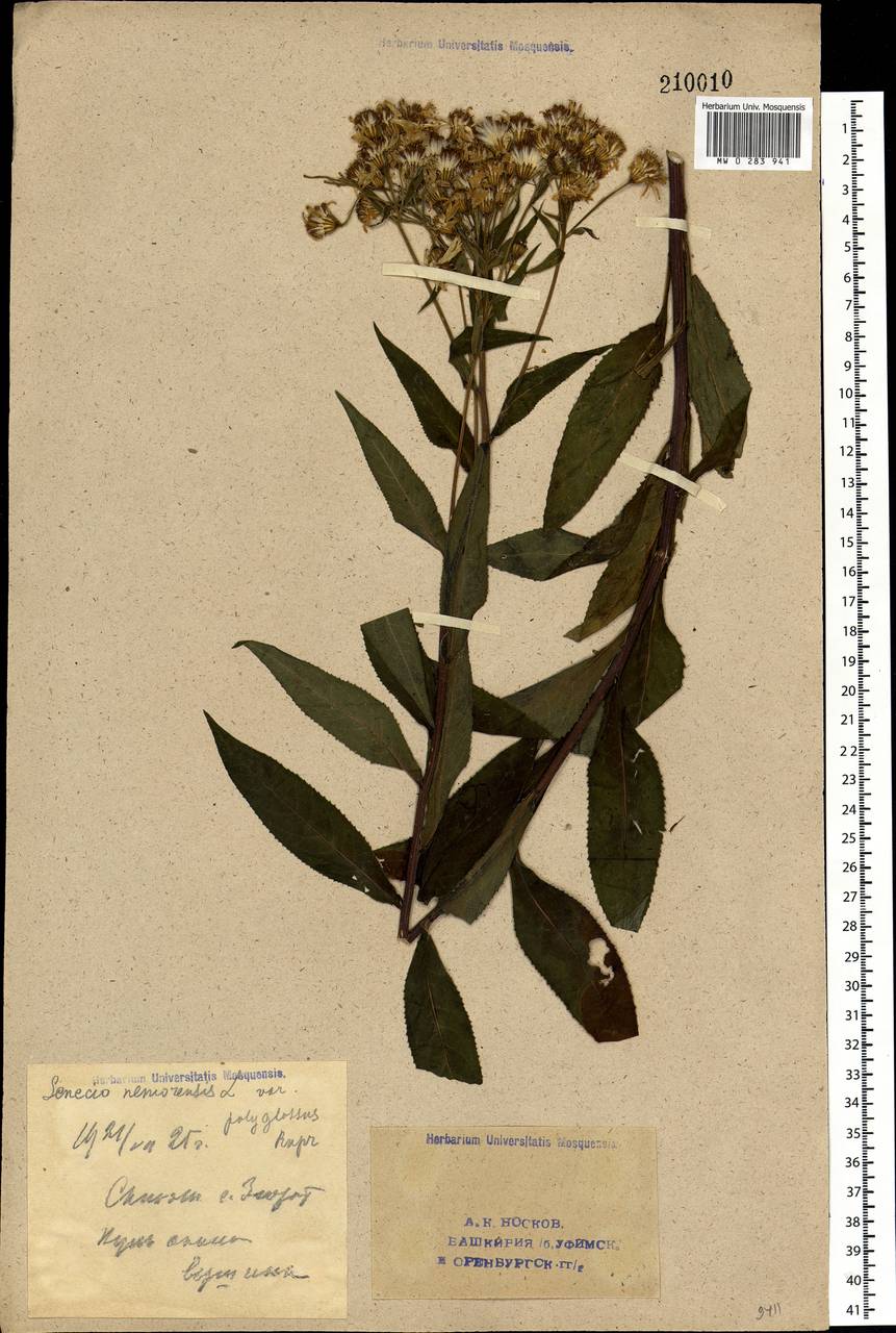 Senecio nemorensis L., Eastern Europe, Eastern region (E10) (Russia)