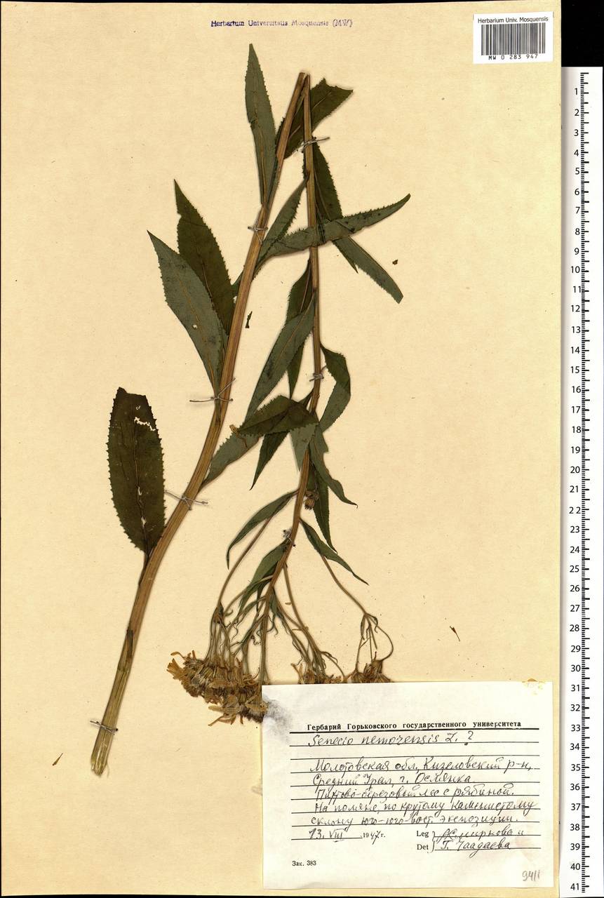 Senecio nemorensis, Eastern Europe, Eastern region (E10) (Russia)