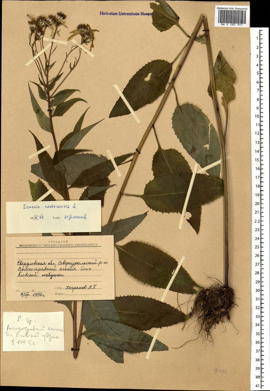 Senecio nemorensis L., Eastern Europe, Eastern region (E10) (Russia)