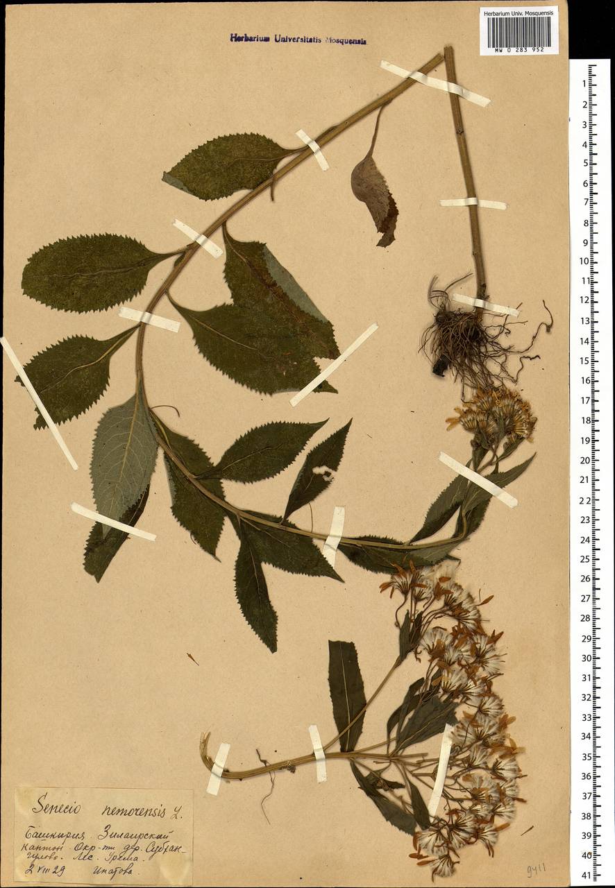 Senecio nemorensis, Eastern Europe, Eastern region (E10) (Russia)