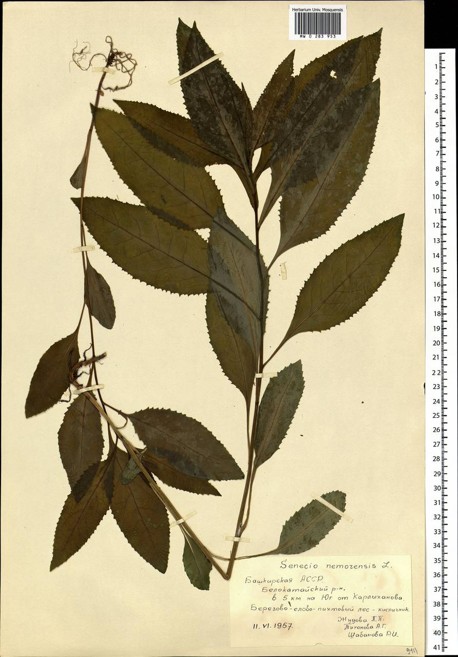 Senecio nemorensis L., Eastern Europe, Eastern region (E10) (Russia)