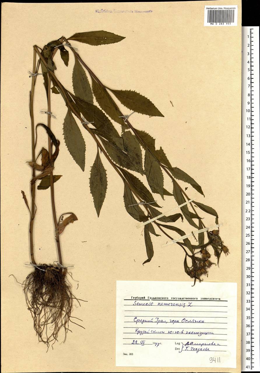 Senecio nemorensis, Eastern Europe, Eastern region (E10) (Russia)