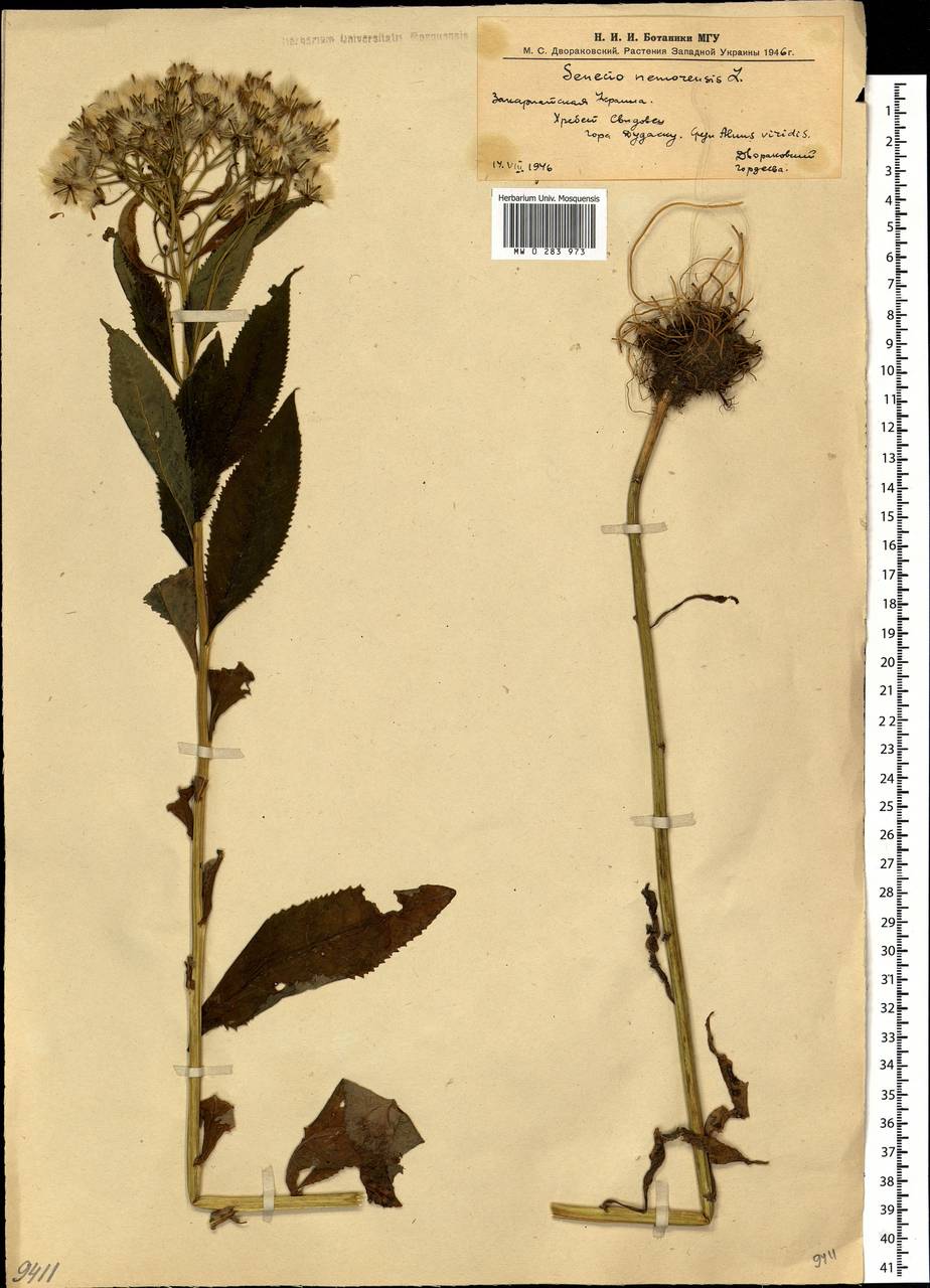 Senecio nemorensis L., Eastern Europe, West Ukrainian region (E13) (Ukraine)