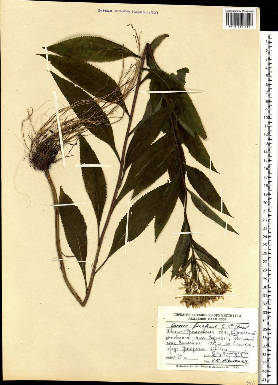 Senecio ovatus (G. Gaertn., E. Mey. & Scherb.) Willd., Eastern Europe, West Ukrainian region (E13) (Ukraine)