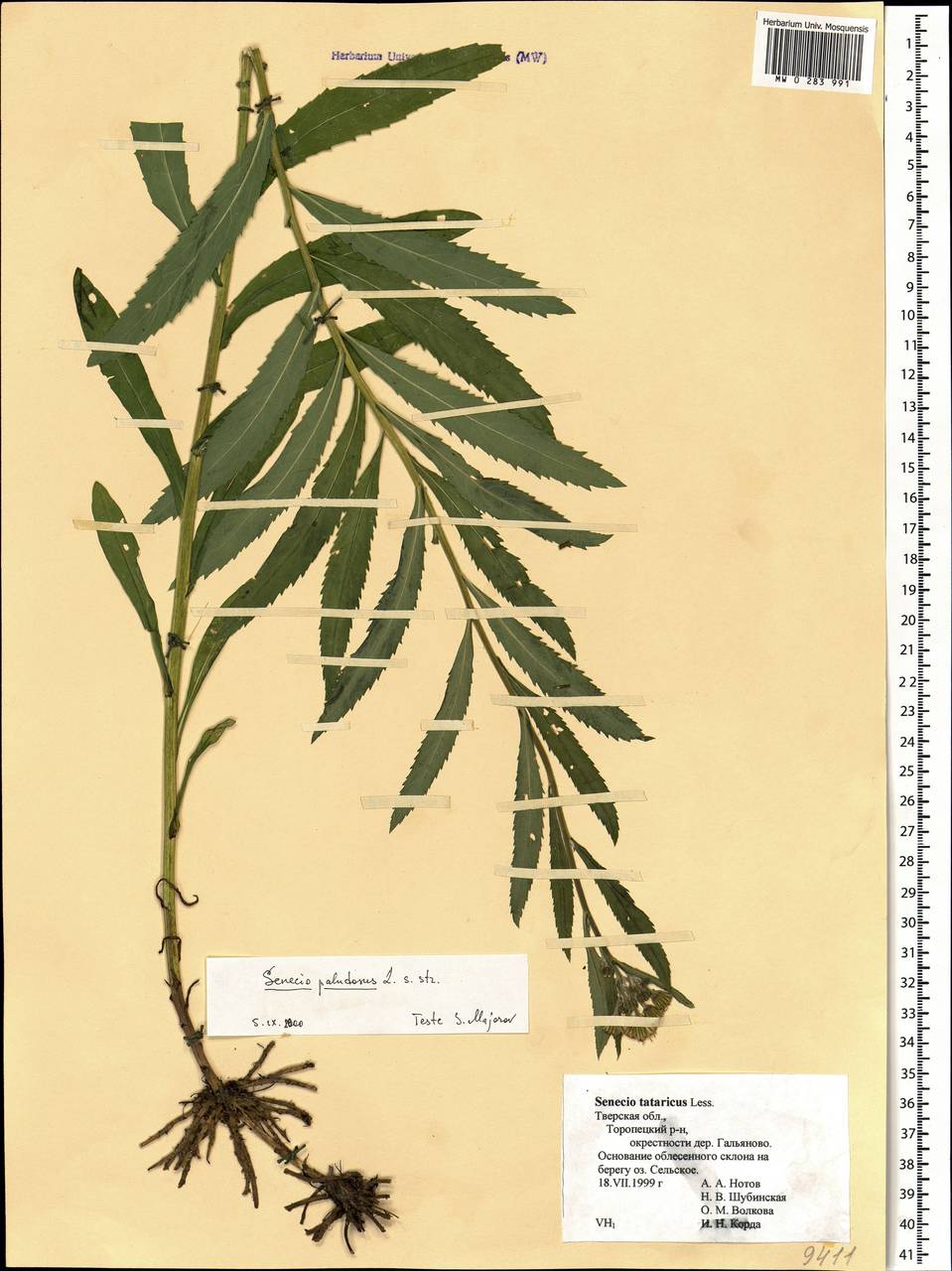 Jacobaea paludosa subsp. paludosa, Eastern Europe, North-Western region (E2) (Russia)