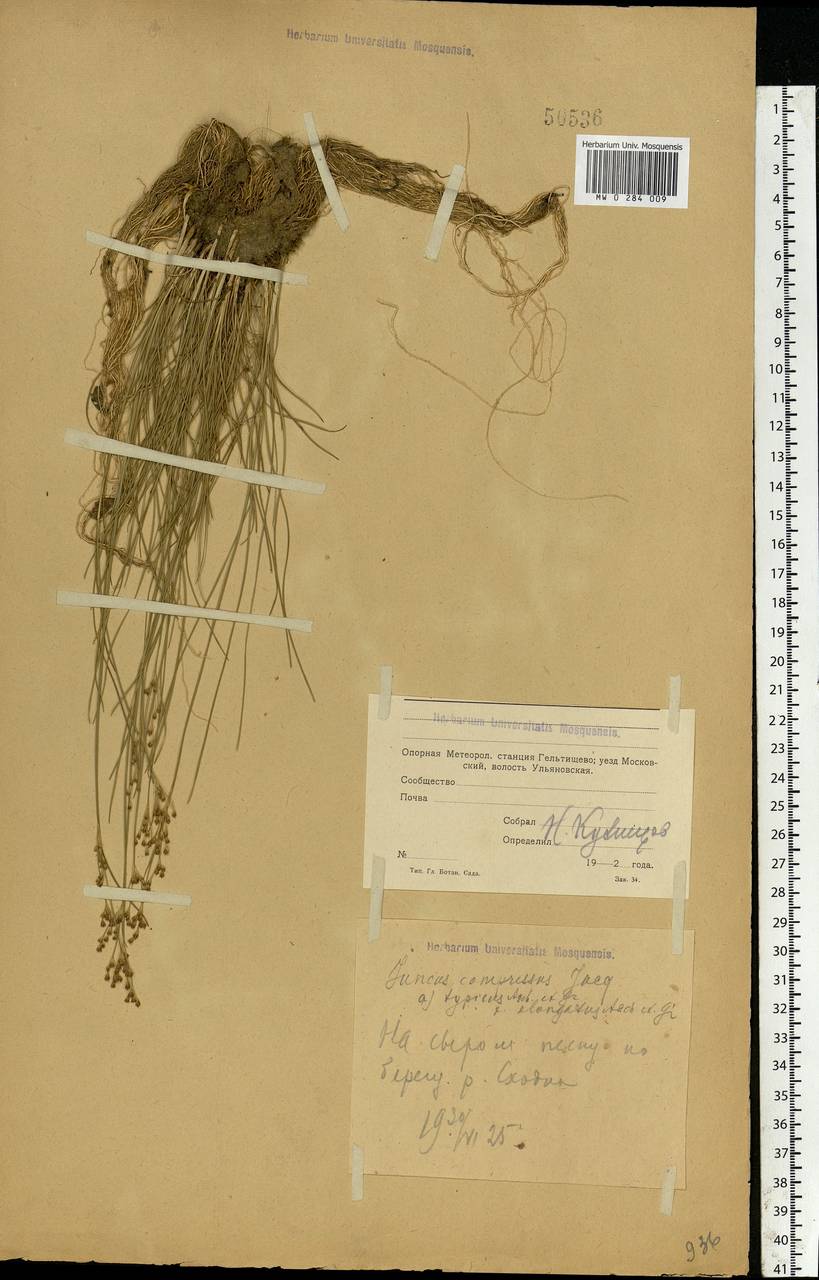 Juncus compressus Jacq., Eastern Europe, Moscow region (E4a) (Russia)