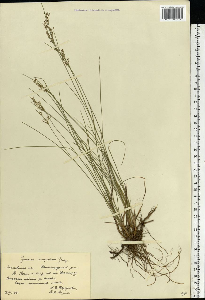 Juncus compressus Jacq., Eastern Europe, Moscow region (E4a) (Russia)