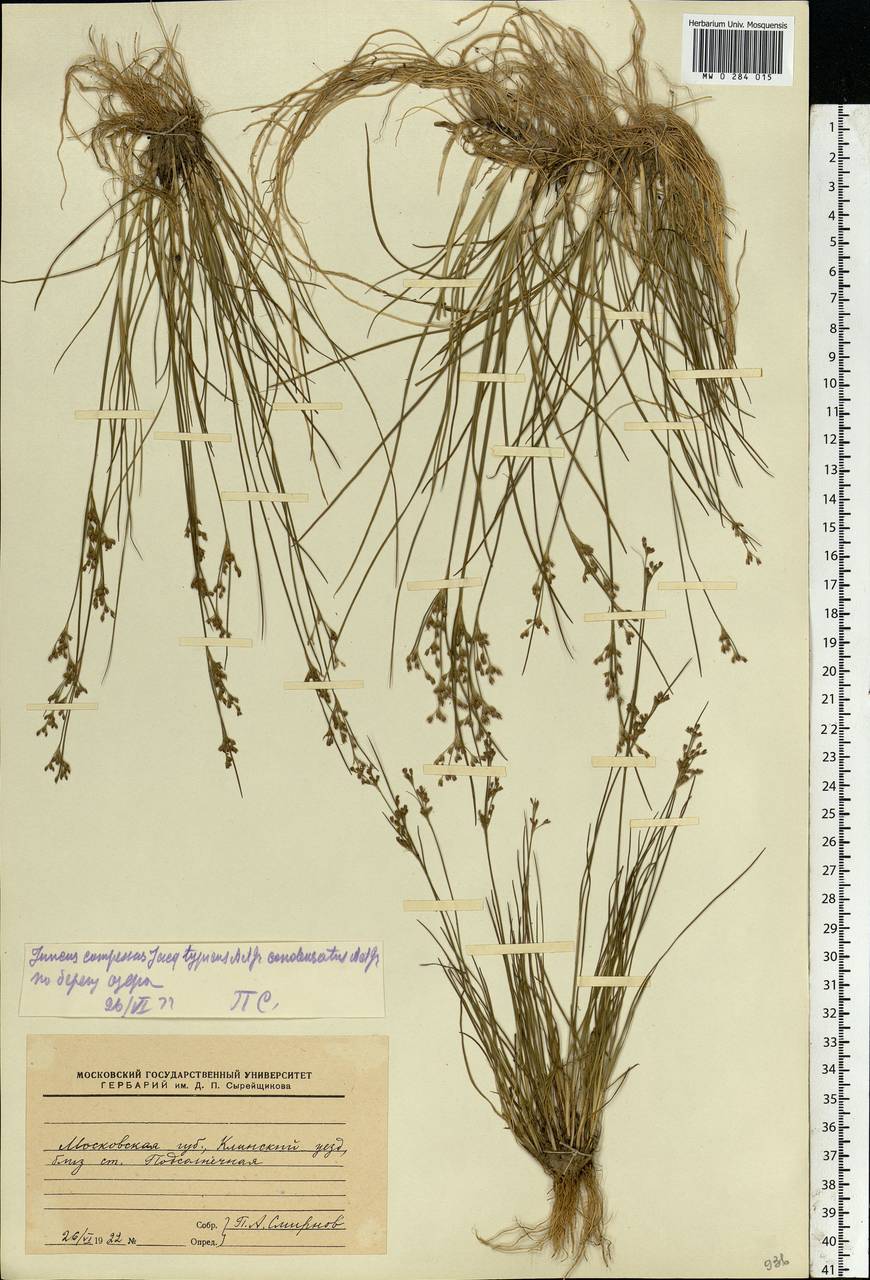 Juncus compressus Jacq., Eastern Europe, Moscow region (E4a) (Russia)