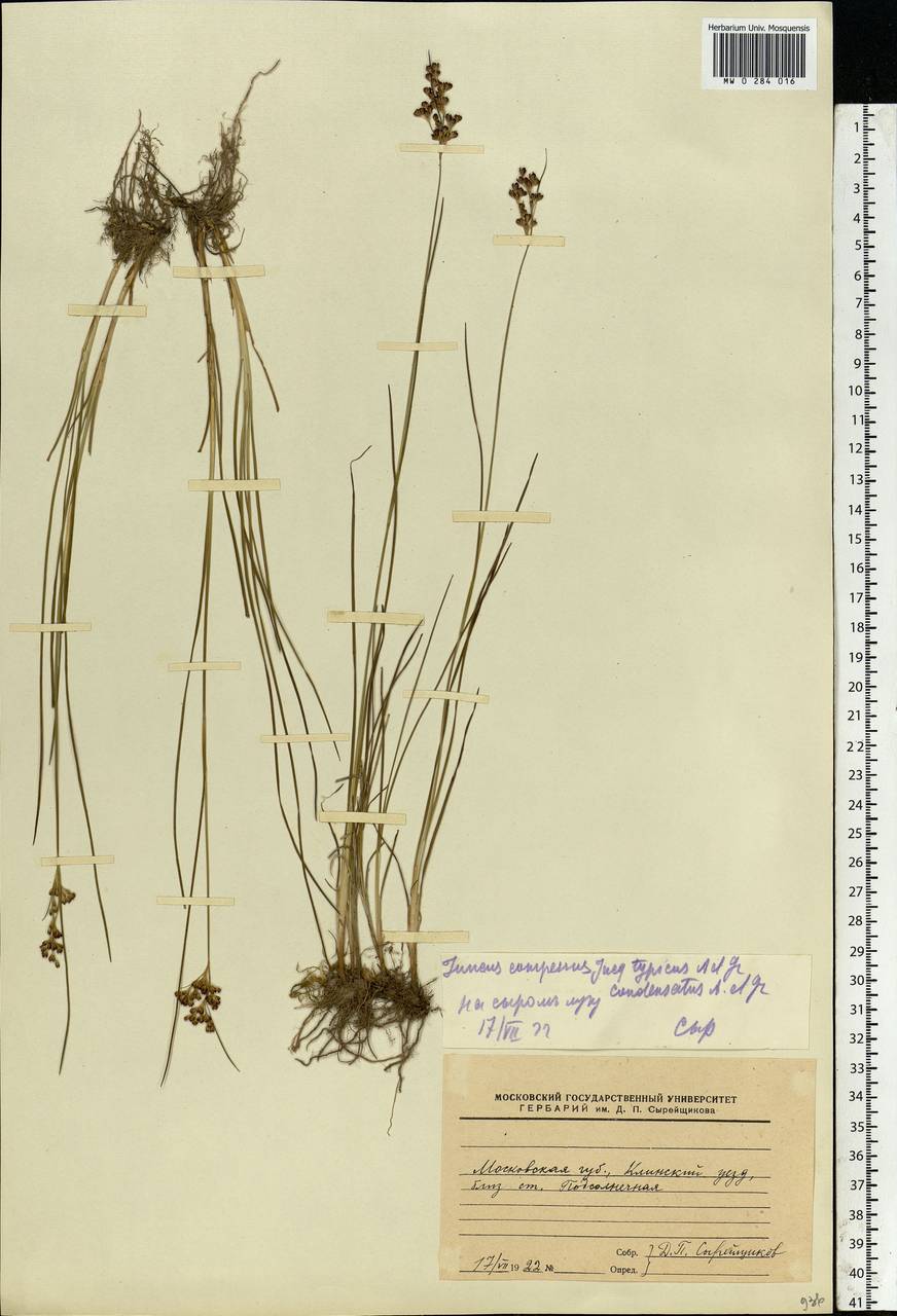 Juncus compressus Jacq., Eastern Europe, Moscow region (E4a) (Russia)