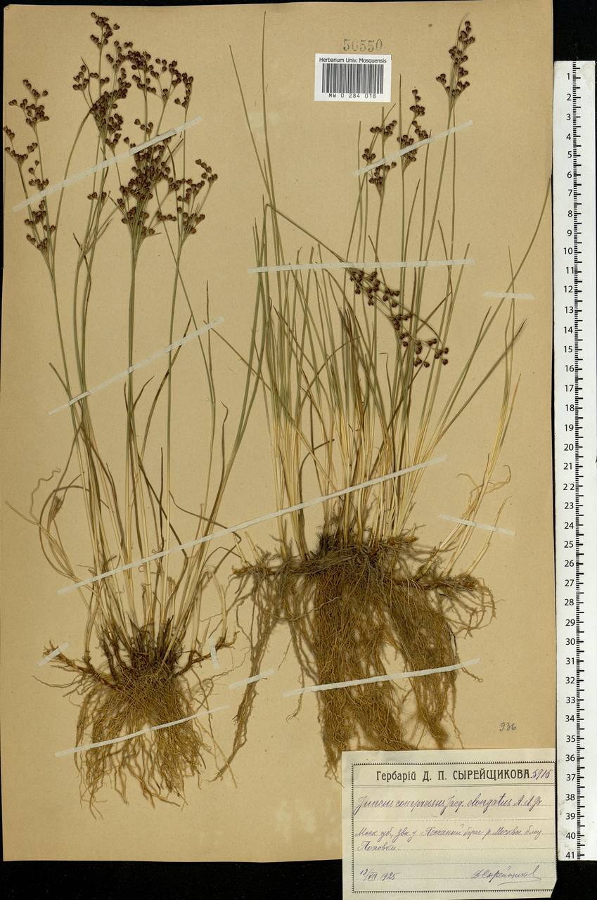 Juncus compressus Jacq., Eastern Europe, Moscow region (E4a) (Russia)