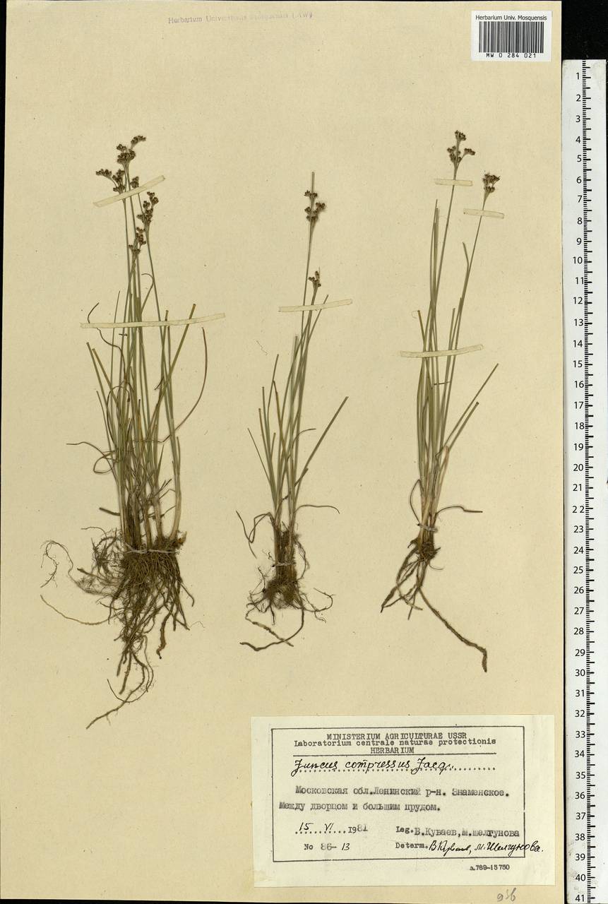 Juncus compressus Jacq., Eastern Europe, Moscow region (E4a) (Russia)