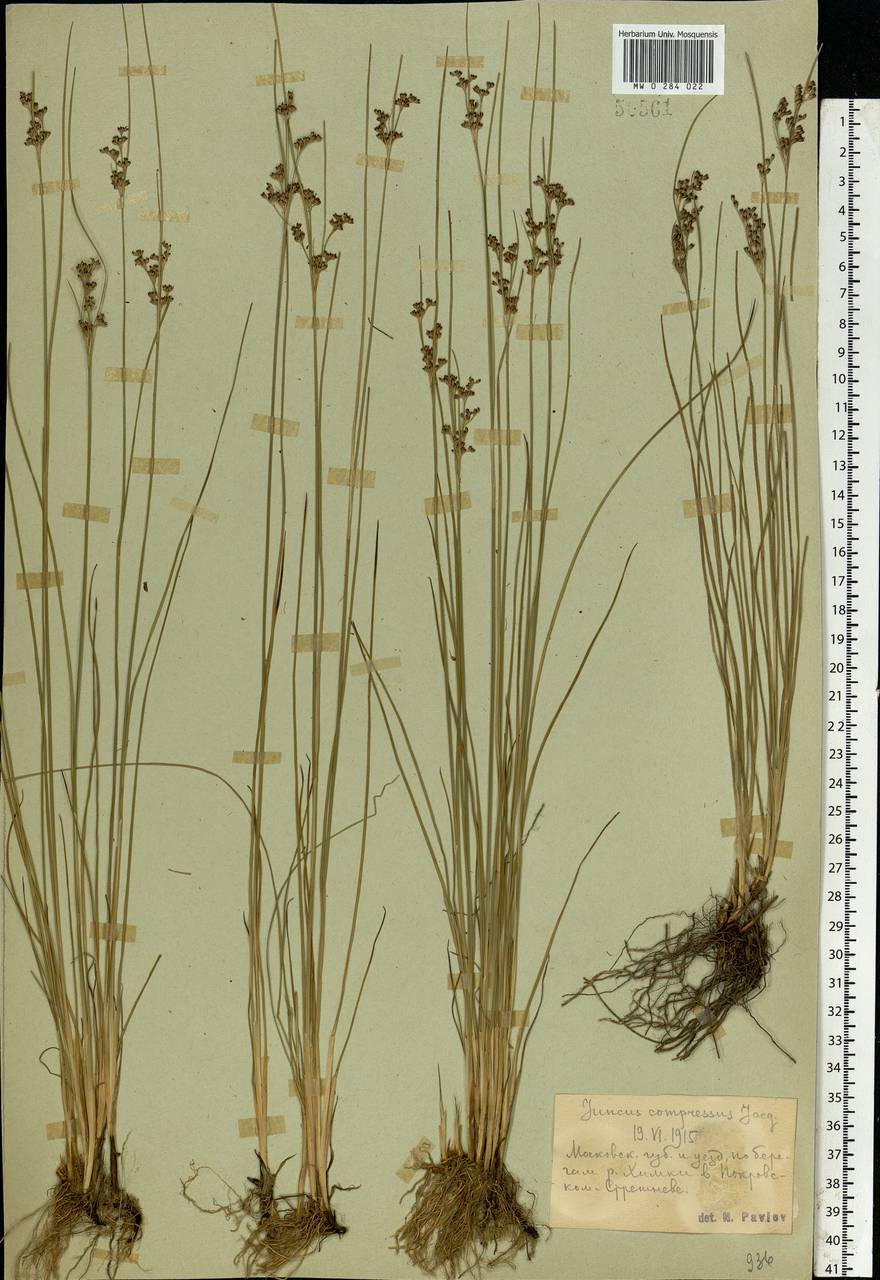 Juncus compressus Jacq., Eastern Europe, Moscow region (E4a) (Russia)