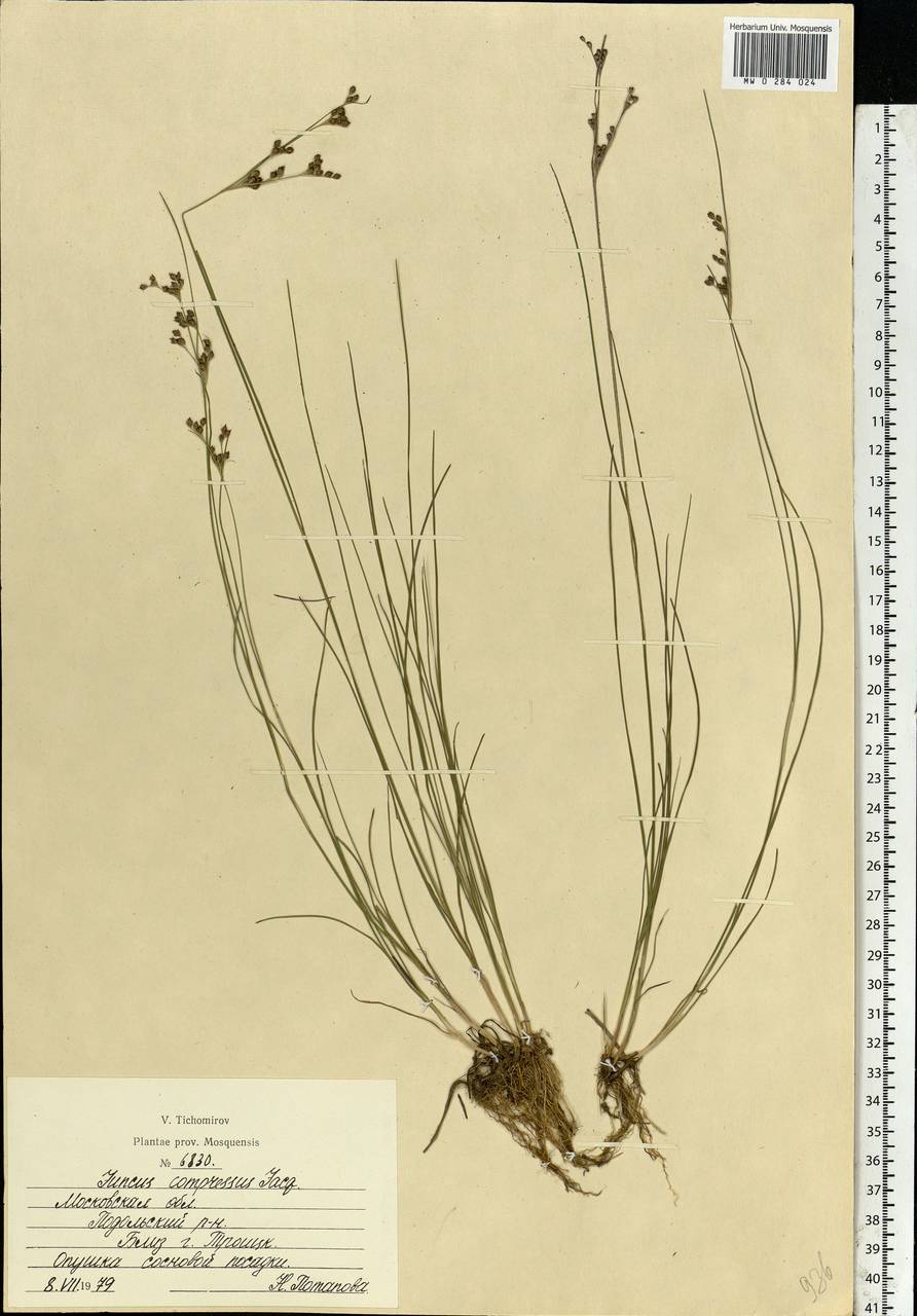 Juncus compressus Jacq., Eastern Europe, Moscow region (E4a) (Russia)