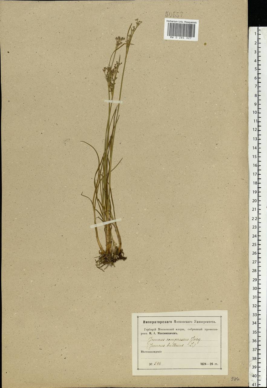 Juncus compressus Jacq., Eastern Europe, Moscow region (E4a) (Russia)