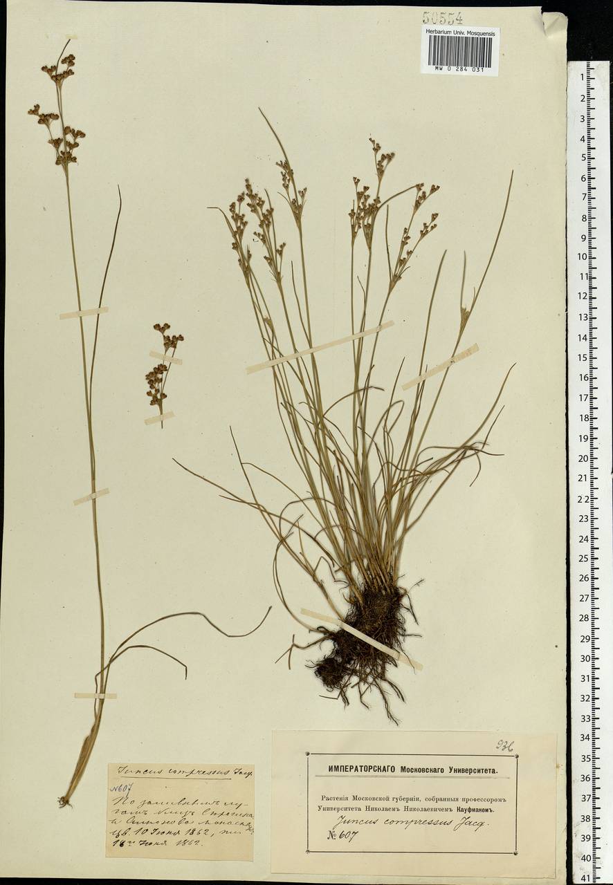 Juncus compressus Jacq., Eastern Europe, Moscow region (E4a) (Russia)