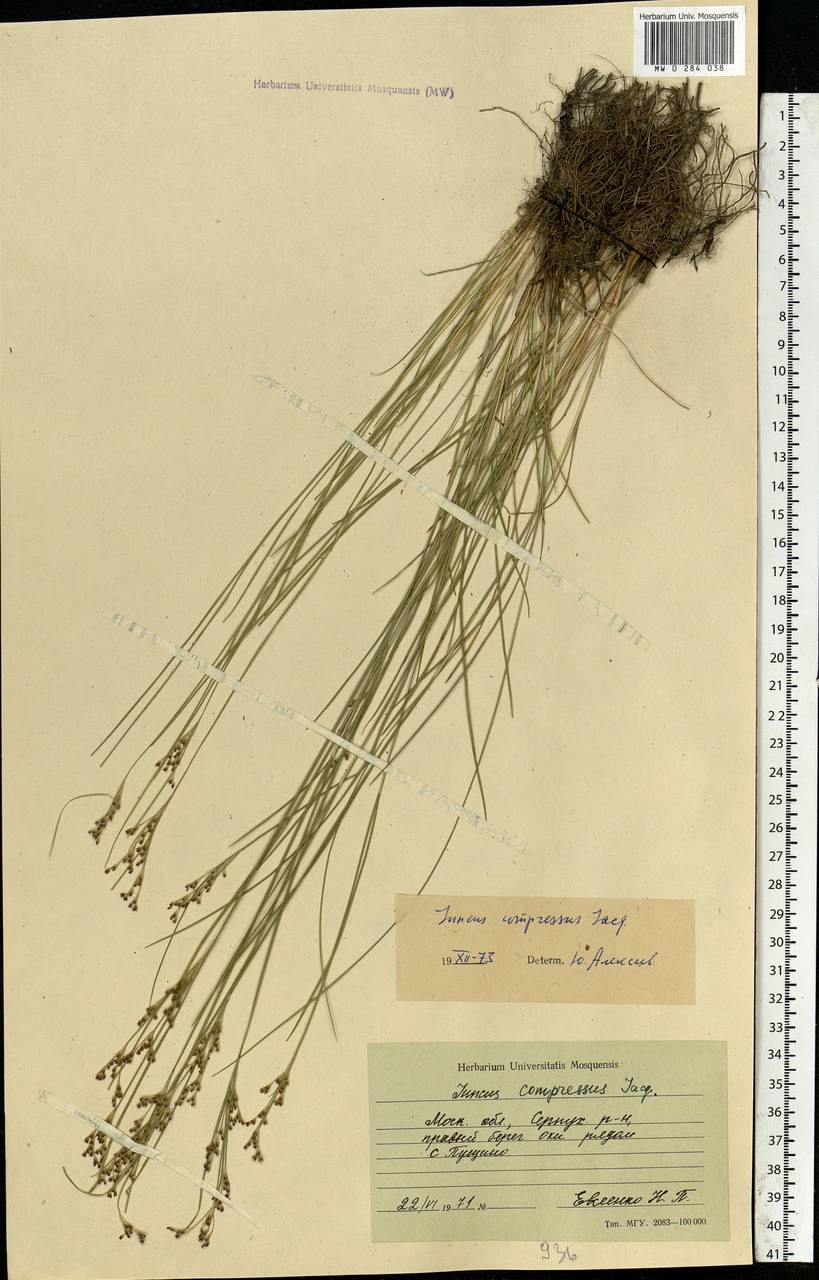 Juncus compressus Jacq., Eastern Europe, Moscow region (E4a) (Russia)