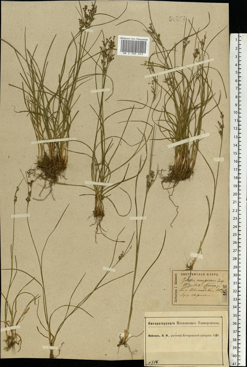 Juncus compressus Jacq., Eastern Europe, Central forest region (E5) (Russia)